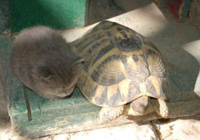 Casa Vacanze Dimora storica Il Giardino Dei Sospiri